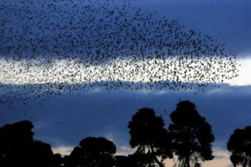'Peso pena' das aves é a campeã dos voos de longa distância
