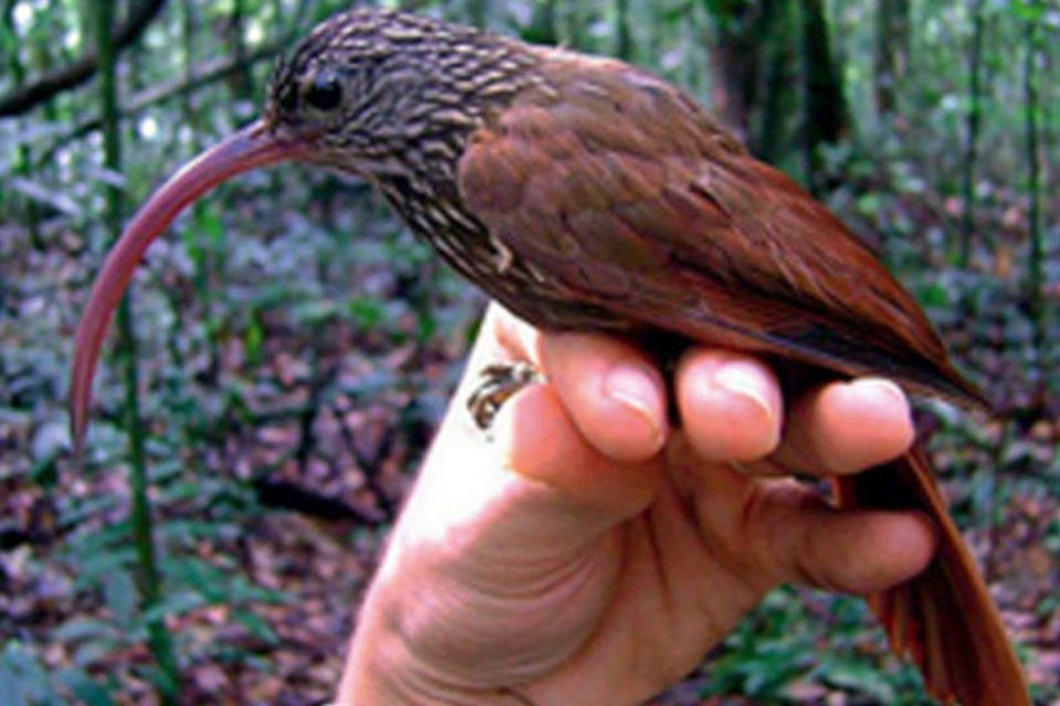 Pesquisadores descobrem novas aves da Amazônia