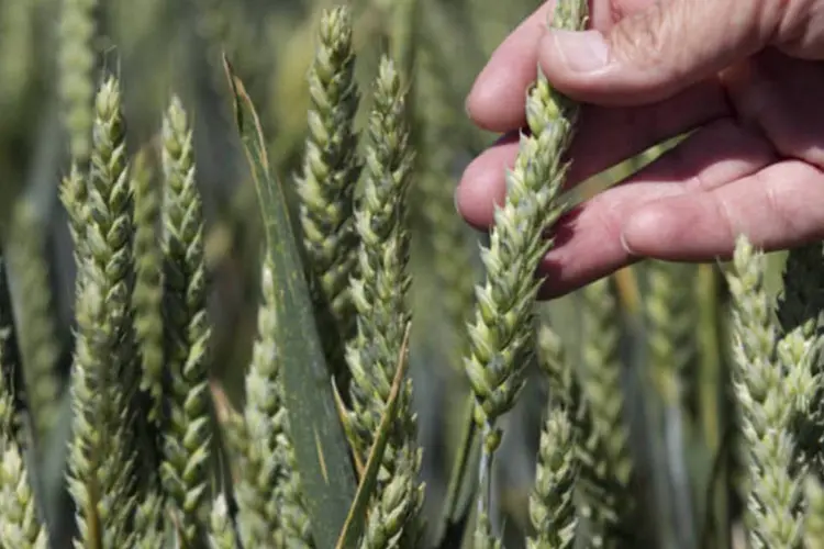 Monsanto: ela está apostando em variedades mais novas de sementes para dominar a produção de soja nos EUA (Natalie Behring/Bloomberg/Bloomberg)