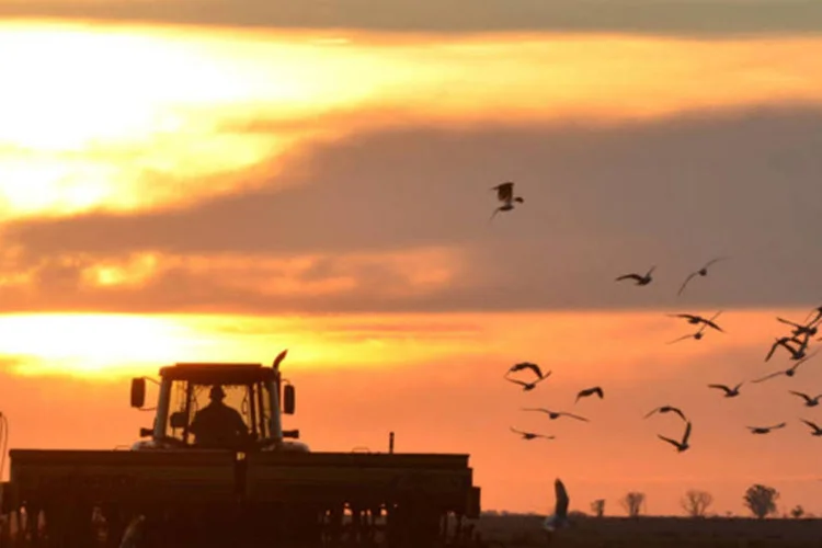 
	Fazendeiro em uma planta&ccedil;&atilde;o pr&oacute;xima de Salto: agricultores argentinos j&aacute; semearam 92 por cento da &aacute;rea prevista para o ciclo 2013/14
 (Diego Giudice/Bloomberg News)