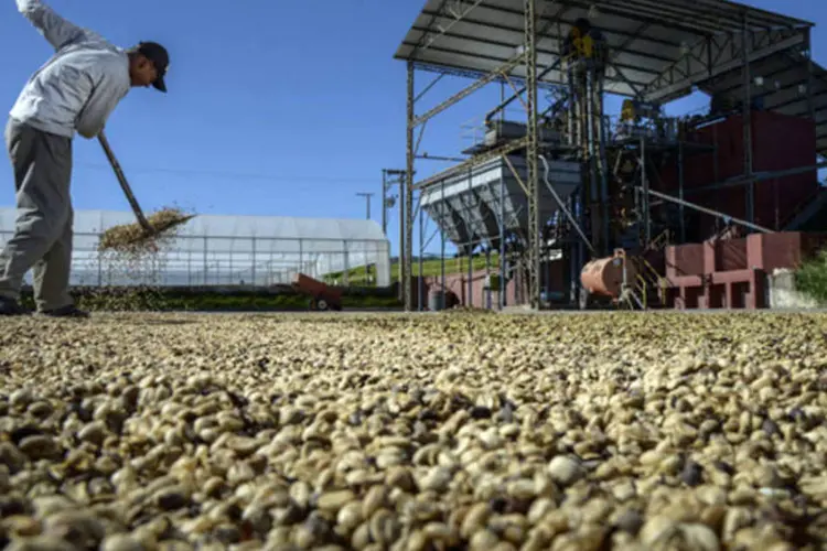 
	Agricultor trabalha na secagem de caf&eacute;: al&eacute;m de Minas Gerais, o Estado de S&atilde;o Paulo apresentou &aacute;gio, de 0,87%
 (Paulo Fridman/Bloomberg)
