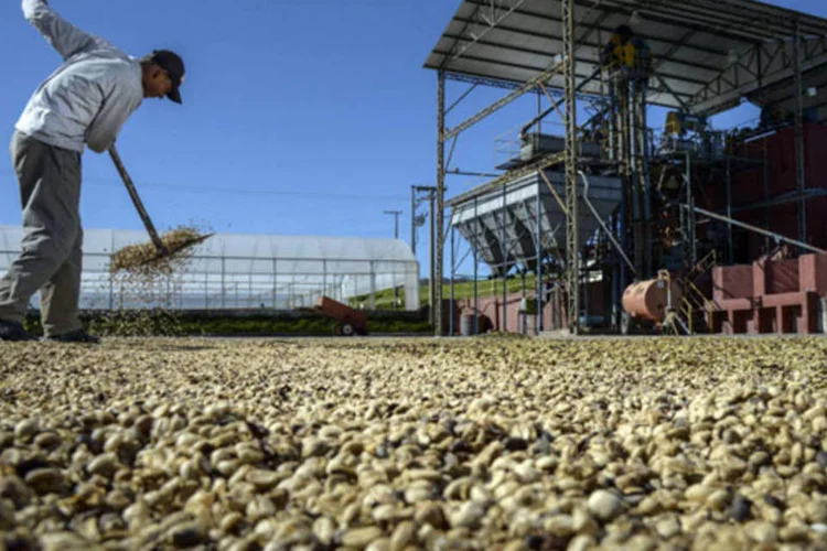 
	Homem trabalha na secagem de caf&eacute;: Smith estimou a produ&ccedil;&atilde;o de ar&aacute;bica do pa&iacute;s em 27,55 milh&otilde;es de sacas e a de robusta em 16,7 milh&otilde;es de sacas
 (Paulo Fridman/Bloomberg)
