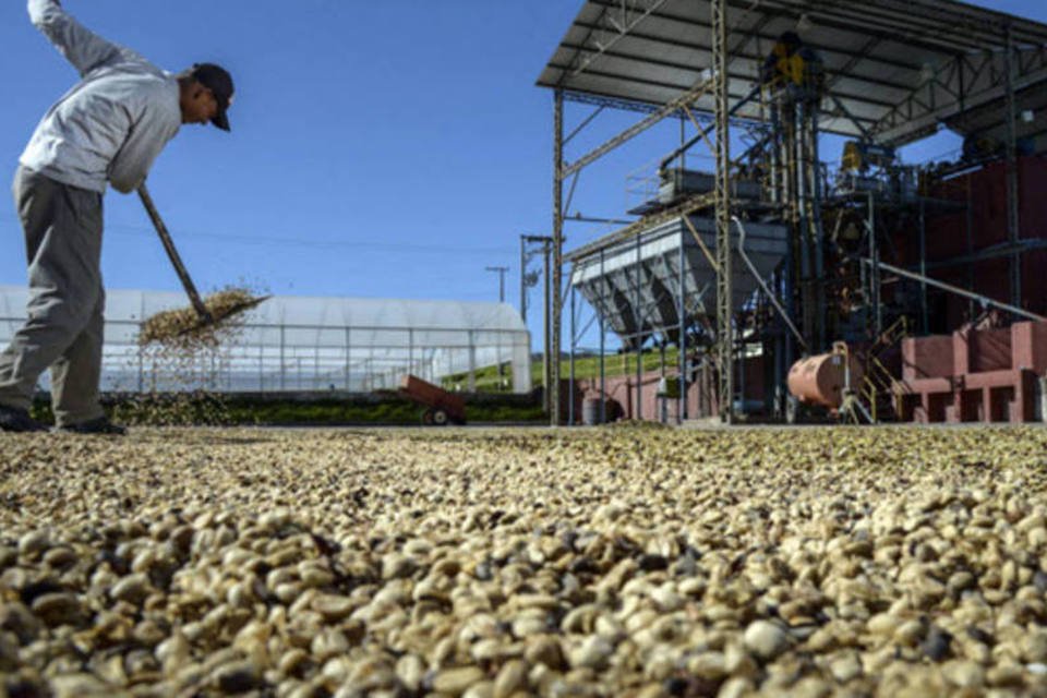 Safra de café pode cair em 1ª quebra de ciclo bianual