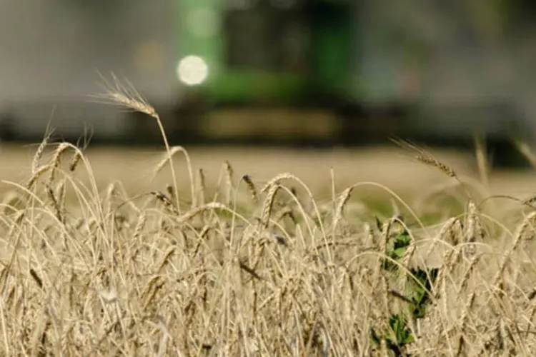 
	Agricultor realiza a colheita do trigo: gr&atilde;o argentino voltou a dominar as chegadas do produto importado ao Brasil em mar&ccedil;o
 (Diego Giudice/Bloomberg News)