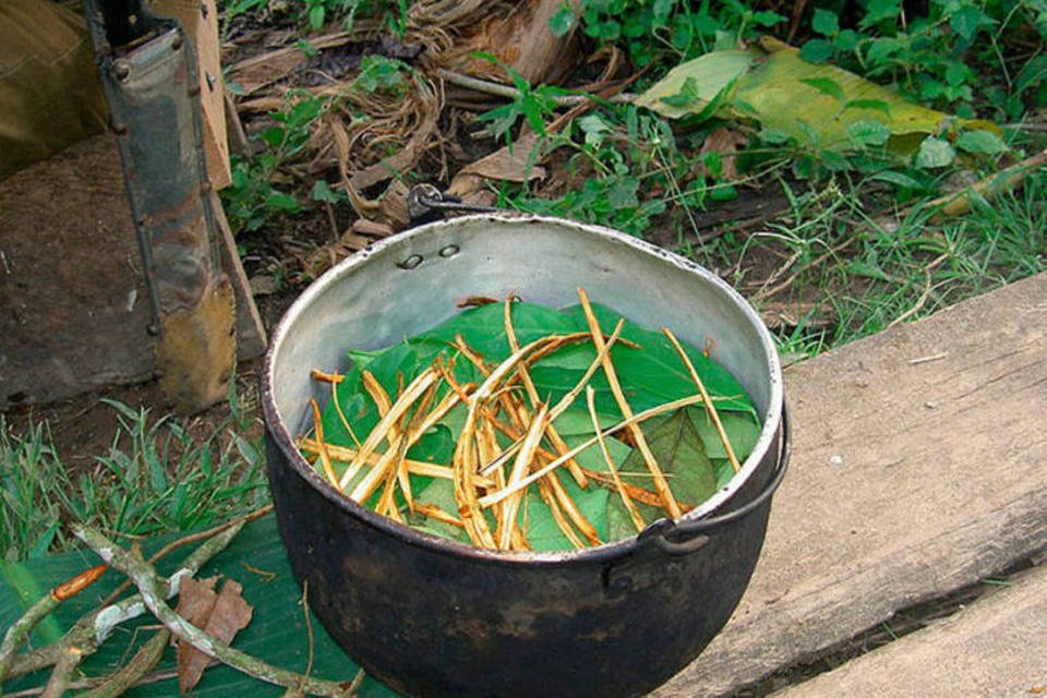 Contra vício, pesquisa usa substância semelhante à ayahuasca