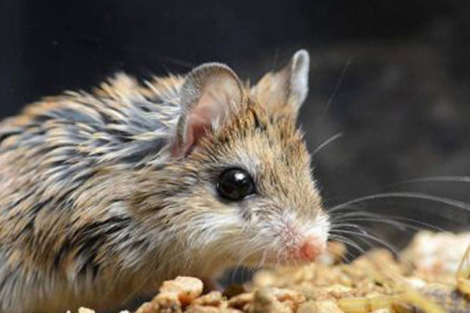 Evolução fez roedor ficar imune ao veneno de escorpião