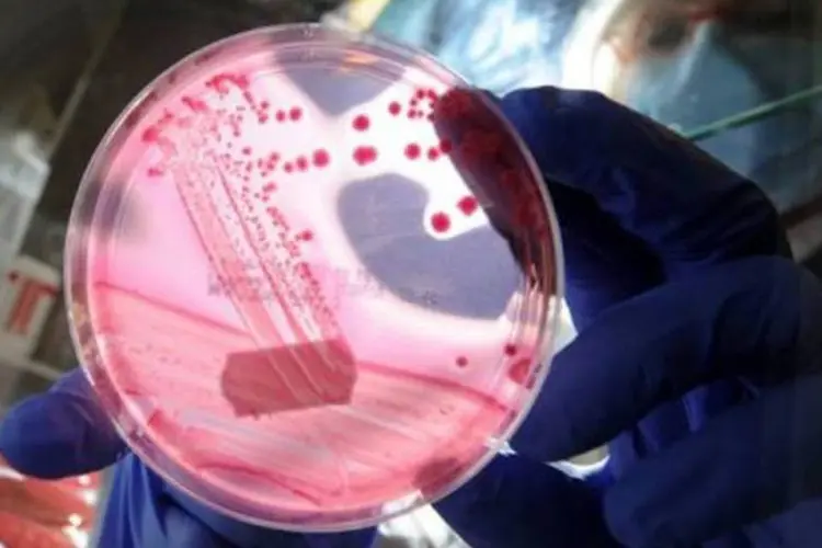 Pesquisadora observa cultura de bactérias na Alemanha (Christian Charisius/AFP/Reprodução)