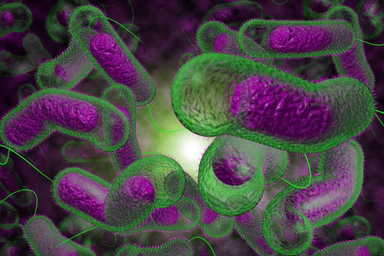 
	Bact&eacute;ria: cepa da bact&eacute;ria E. coli &eacute; resistente ao antibi&oacute;tico de &uacute;ltimo recurso - a colistina
 (Thinkstock)