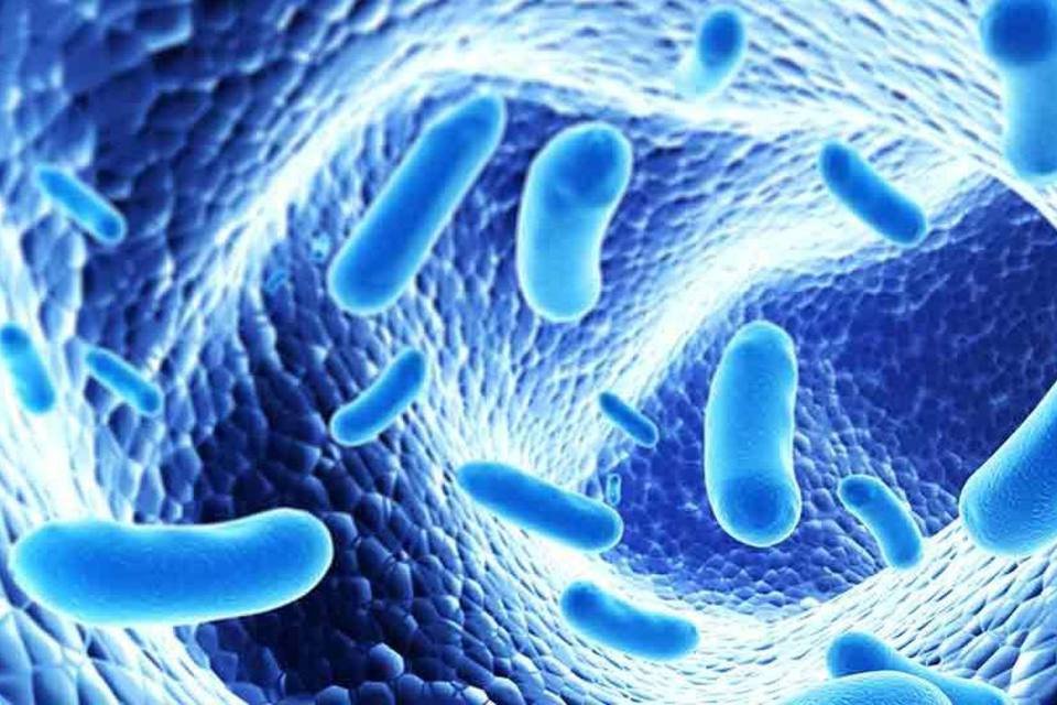 Bactérias podem formar 'microparques' eólicos