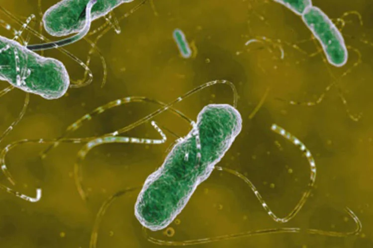 
	Bact&eacute;rias: virologistas encontraram o gene raro MRC-1, que causa a resist&ecirc;ncia, em uma variedade da bact&eacute;ria E
 (Getty Images)