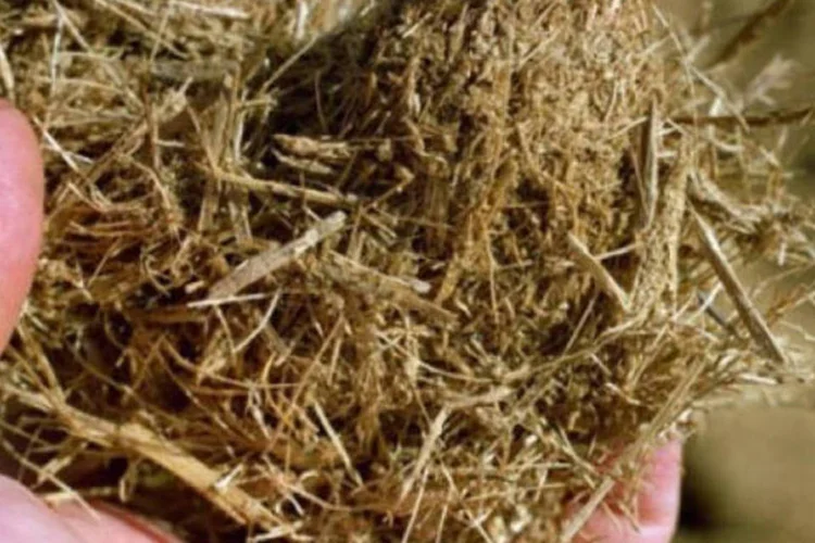 Bagaço da cana: fábrica deverá usar a cana-de-açúcar para a fabricação do biogás (USP-São Carlos)
