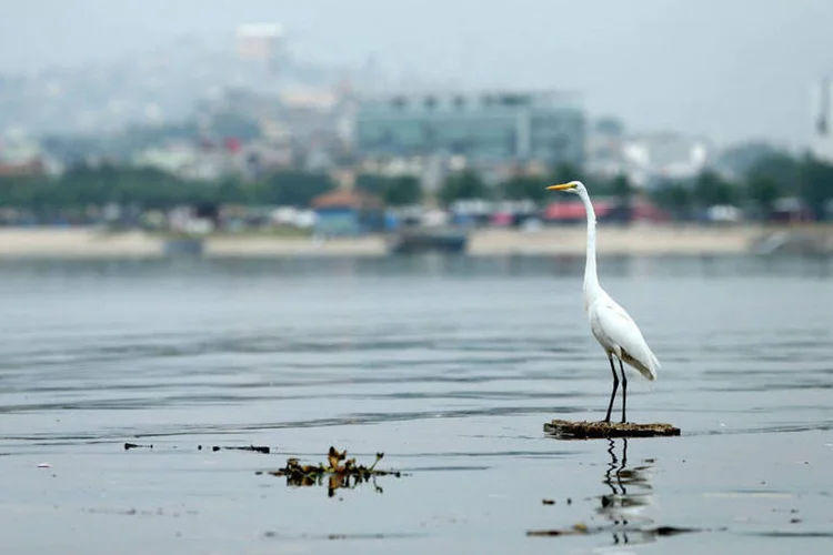 
	Gar&ccedil;a repousa sobre um peda&ccedil;o de madeira em meio as &aacute;guas polu&iacute;das da Ba&iacute;a de Guanabara
 (Getty Images)