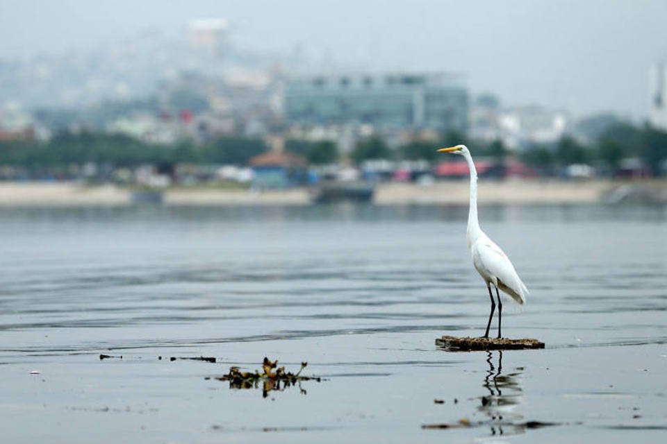 Milhares de peixes mortos aparecem na Baía da Guanabara