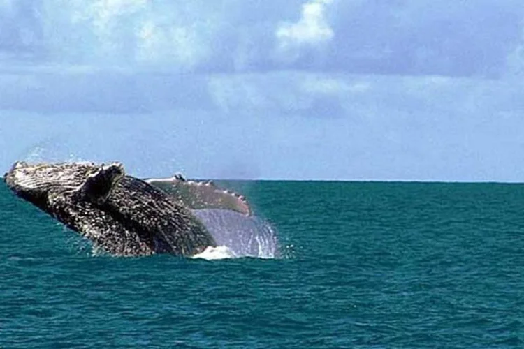 Baleia-jubarte, em Abrolhos, no litoral baiano: biodiversidade pode estar ameaçada (WIKIMEDIA COMMONS)