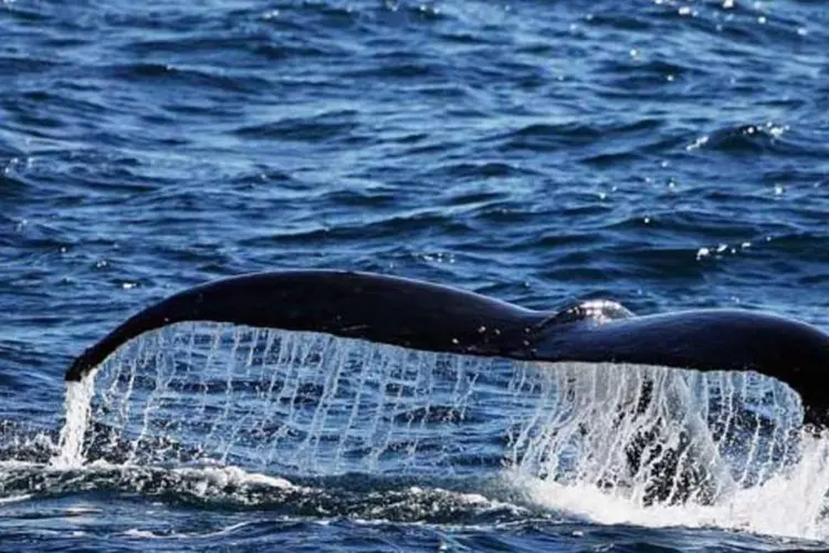 Temporada de caça de baleias na Antártida foi suspensa pelo governo do Japão (Ian Waldie/Getty Images)