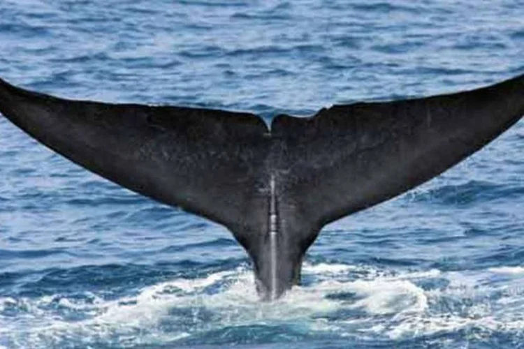 
	Baleia: animais foram avistados primeiro na ter&ccedil;a-feira &agrave; tarde em uma parte remota do parque
 (mfmb_bentley/Creative Commons/Reprodução)