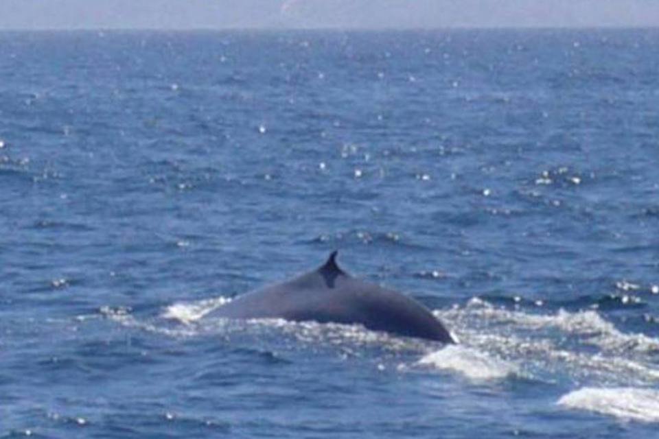 Cientistas começam a desvendar mistérios da baleia azul