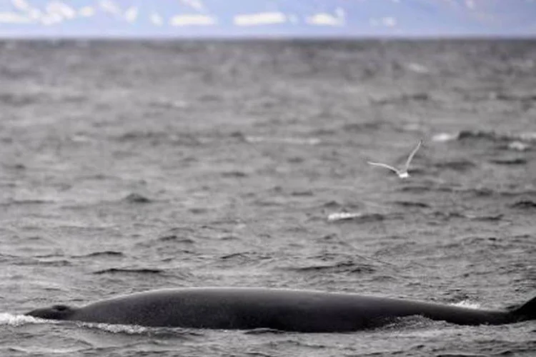 Baleia-minke-antártica: capturas ainda estão abaixo do autorizado (Olivier Morin/AFP)