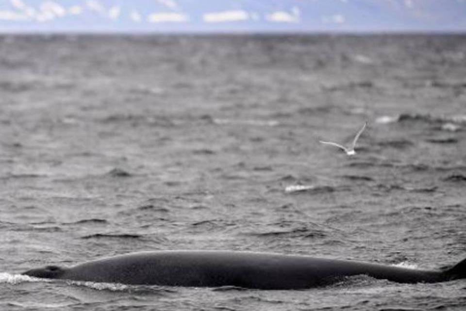 Excelente temporada para caçadores de baleias na Noruega