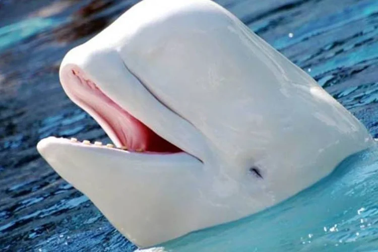 
	Habitante das &aacute;guas frias em torno do c&iacute;rculo polar &aacute;rtico, a beluga est&aacute; na Lista Vermelha
 (Wikimedia Commons)