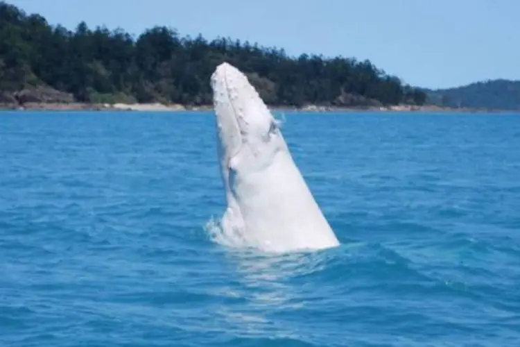 Baleia branca de espécie rara: Migaloo quer dizer "a branca" em língua aborígene (Wayne Fewings/AFP)