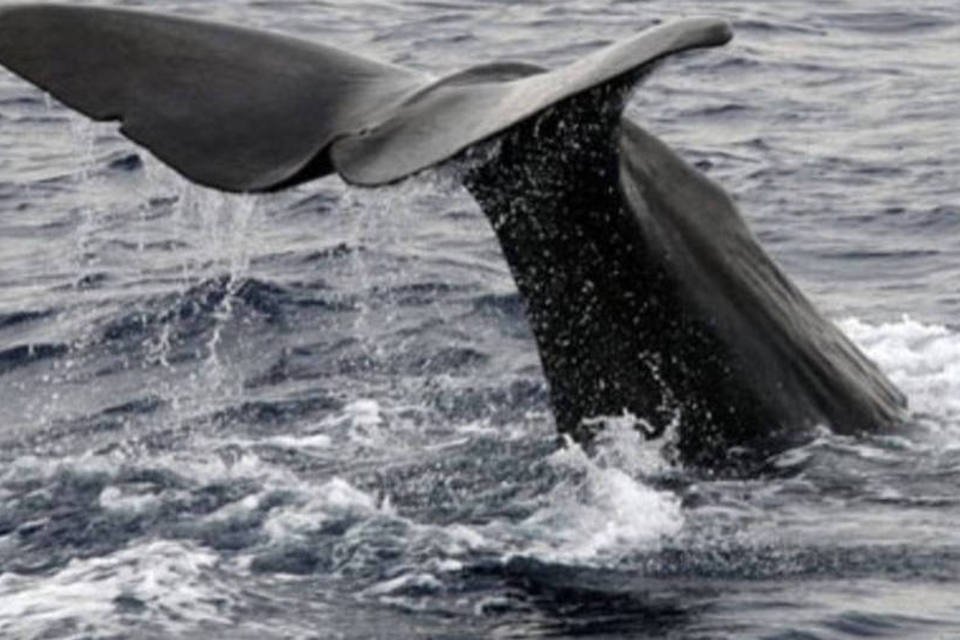 Fezes de baleia ajudam no combate ao aquecimento global