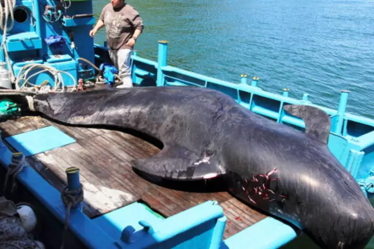 Baleia em barco no Japão: premiê japonês voltou a defender a pesca de baleias  (The Asahi Shimbun/Getty Images)