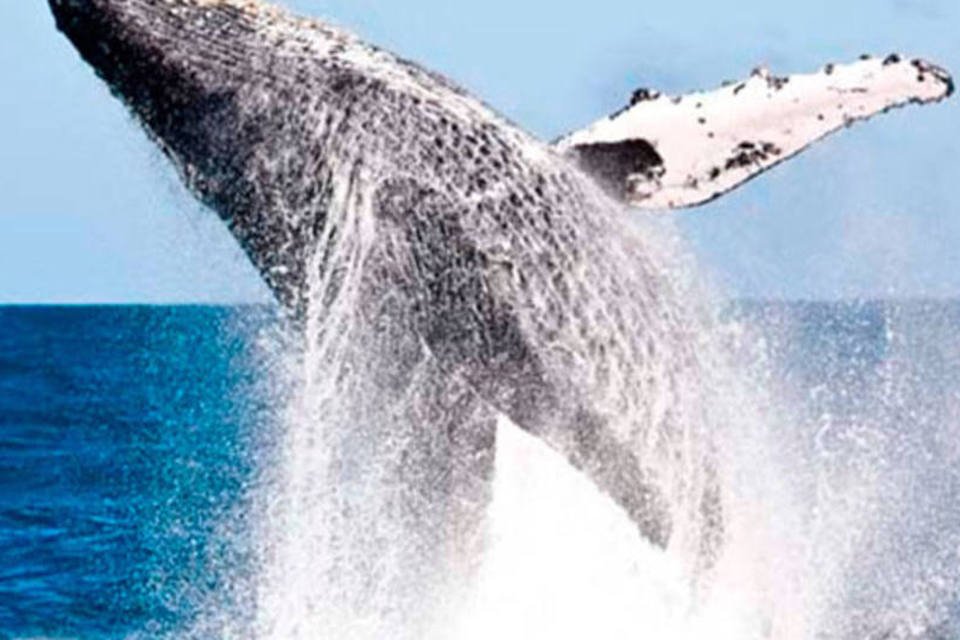 Baleia que encalhou na Argentina é devolvida ao mar