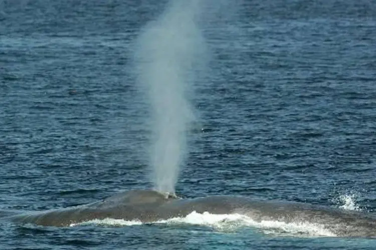 Baleia no Pacífico: baleias encalhadas sofriam de desnutrição (Robyn Beck/AFP)