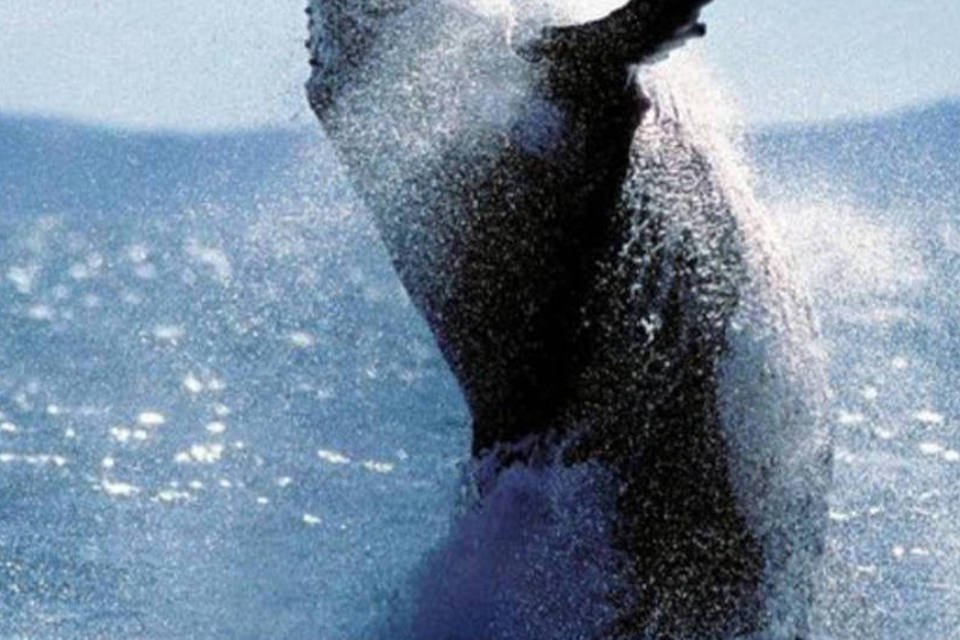 Corte suspende programa de pesca de baleias do Japão
