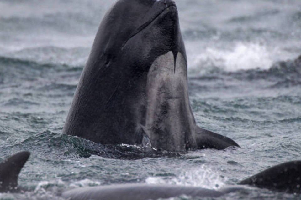 Brasil quer reservas para proteger baleias