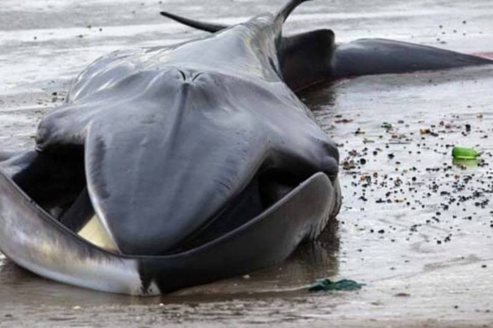 Baleia de 18 metros morre encalhada em praia de Nova York