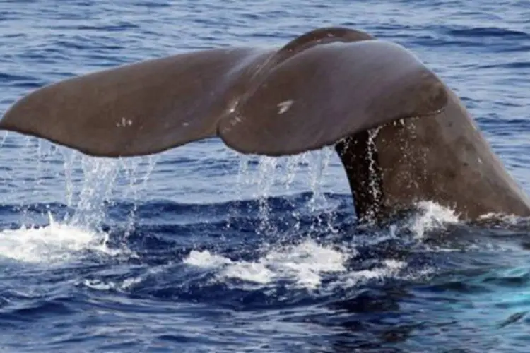 Baleia: as vítimas não identificaram o animal, mas recentemente foram avistadas baleias jubarte na região
 (Valery Hache/AFP)