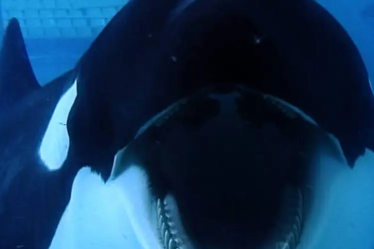 Cena do filme "Blackfish": produção critica práticas do Sea World (Suzanne Allee/Divulgação)