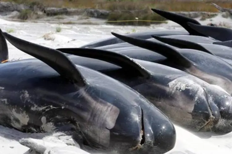 
	Baleias encalhadas na Nova Zel&acirc;ndia:&nbsp;animais foram vistos pela primeira vez na tarde de ter&ccedil;a
 (Sandra Teddy/Getty Images)