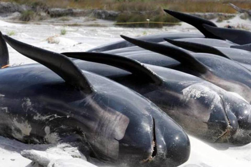 Baleias morrem encalhadas por causa de maré baixa na Flórida