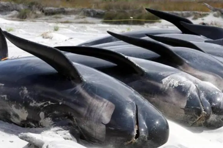 
	Baleias encalhadas na Nova Zel&acirc;ndia: v&aacute;rias delas ainda poder&atilde;o ser devolvidas com vida ao mar
 (Sandra Teddy/Getty Images)