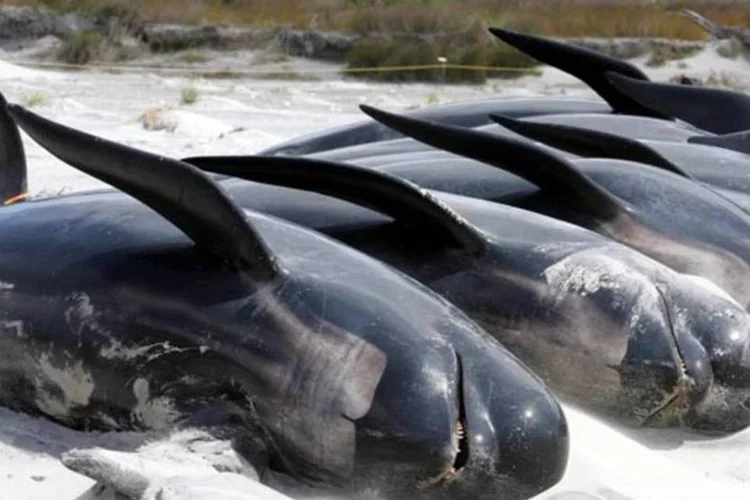 Baleias encalhadas na Nova Zelândia: 107 morreram em uma ilha no sul do país (Sandra Teddy/Getty Images)