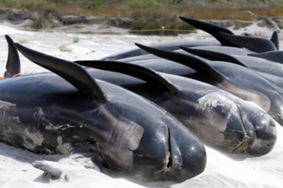 Baleias atolam na Nova Zelândia e 58 morrem