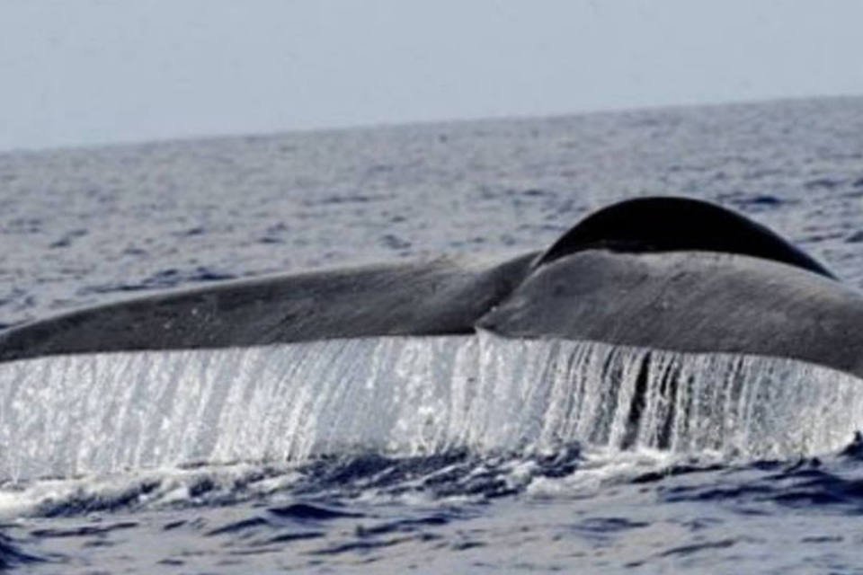 Baleia: muitos especialistas afirmam que as necessidades das pesquisas científicas atuais não justificam a matança de centenas de baleias todos os anos (.)