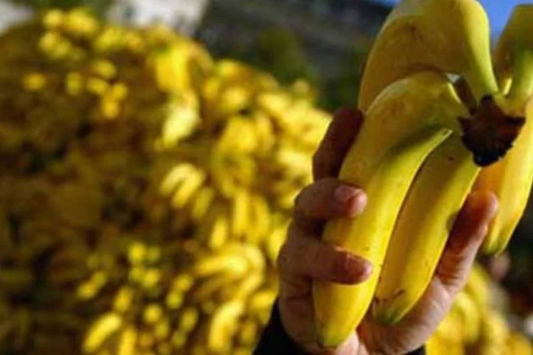 Banana seria combustível na África (.)