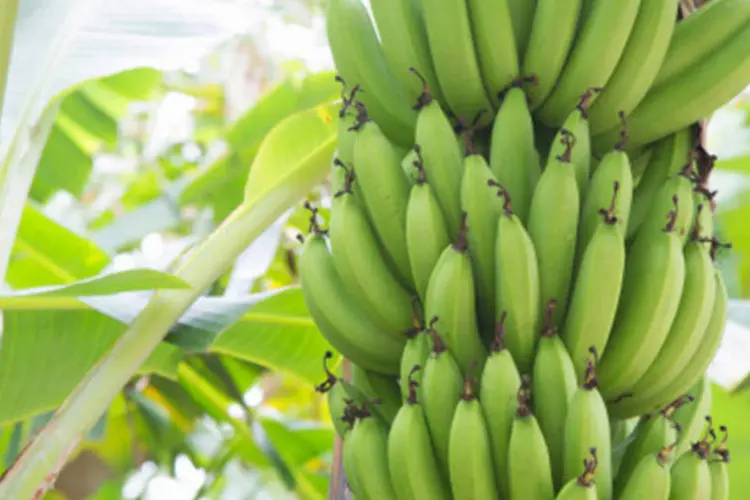 Bananas: dieta com farinha de banana nanica verde pode impedir a inflamação intestinal em roedores (Getty Images)