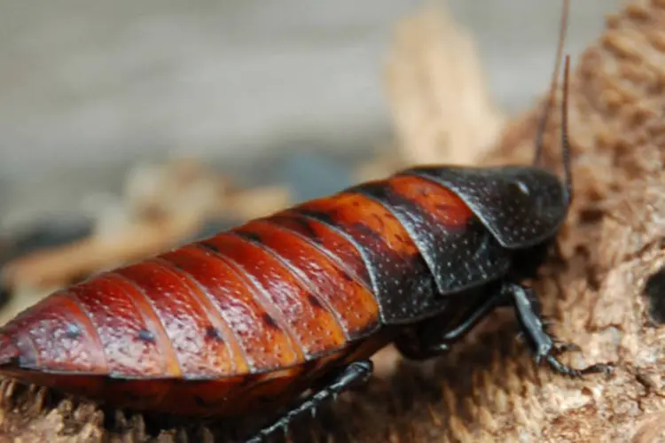 A grande barata de Madagascar é a maior espécie deste inseto e pode medir até dez centímetros de comprimento, três vezes mais que a barata comum
 (Wikimedia Commons)