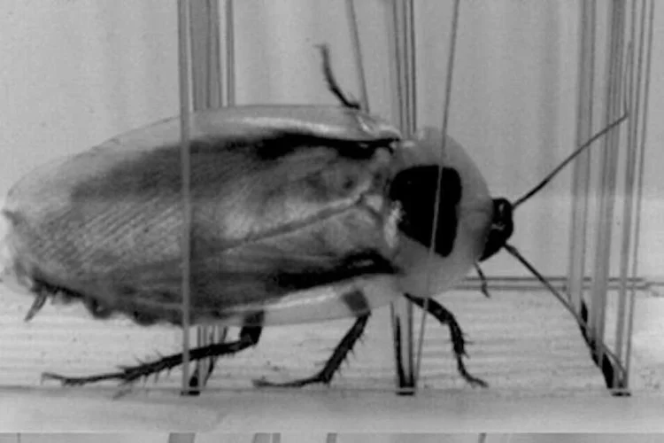 
	Barata rob&oacute;tica: resultado final &eacute; um rob&ocirc; que pode parecer um inseto, mas &eacute; complemente artificial
 (Divulgação)
