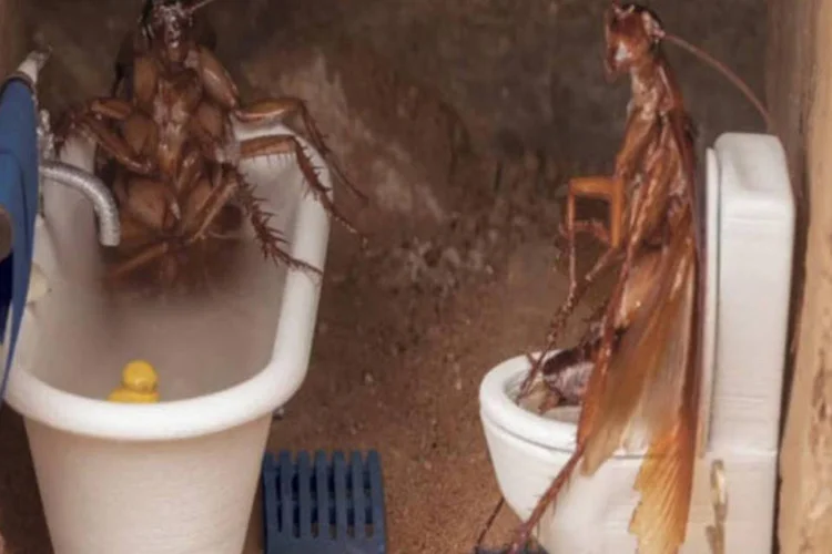 
	Baratas: &quot;N&oacute;s as pegamos onde elas pensam que estar&atilde;o a salvo&quot;, diz o v&iacute;deo
 (Reprodução)