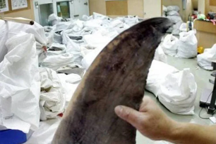 Barbatana de tubarão à venda em loja de atacado em Hong Kong (Laurent Fieve/AFP)