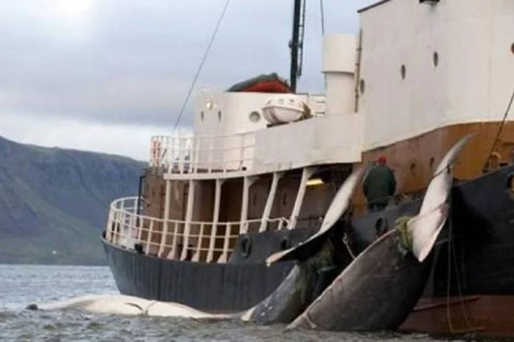 Barco pesqueiro japonês: agência de pesca pensa em concluir missão antes do tempo (Halldor Kolbeins/AFP)