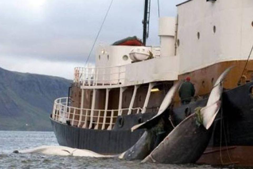 Baleeiros japoneses suspendem atividades na Antártica
