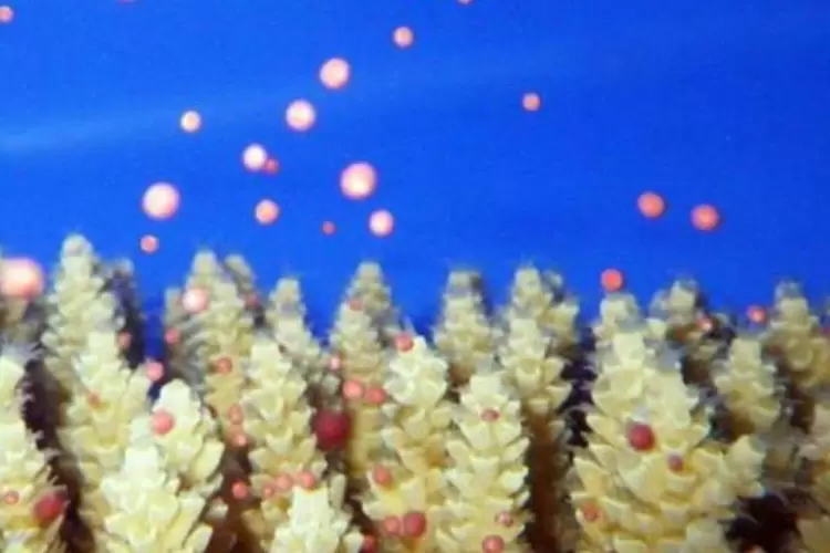 "Sabemos que a Grande Barreira de Coral corre um enorme risco" disse um dos cientistas do projeto  (AFP / Aims)