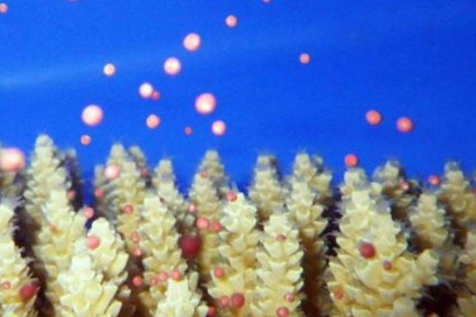 Cientistas montam banco de esperma para barreira de coral
